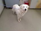 Adopt HAYLEY WILLIAMS a Great Pyrenees, Mixed Breed