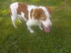 Adopt TN/Willow a Brittany Spaniel