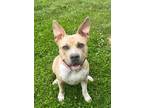 Adopt Lillith a Terrier