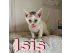 Adopt Isis a Domestic Short Hair