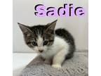 Adopt Sadie a Domestic Medium Hair
