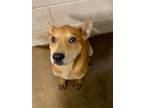 Adopt Rilee a Mixed Breed