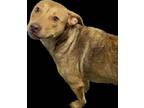 Adopt Sandy a Mountain Cur, Mixed Breed