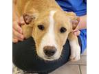 Adopt Mallow a Mixed Breed