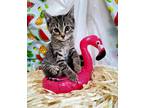Adopt Glinda a Extra-Toes Cat / Hemingway Polydactyl