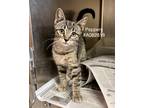 Adopt Peepers a Tabby
