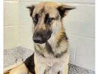 Adopt A609527 a German Shepherd Dog, Mixed Breed