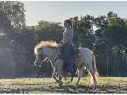 Trail Driving Rodeo Pony Gelding