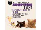 Adopt ACP Adoption Event June 10th a American Shorthair