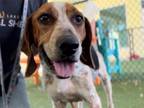 Adopt HELEN a Treeing Walker Coonhound