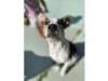 Adopt Allie a Jack Russell Ter