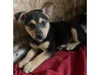Adopt Michelle a German Shepherd Dog, Mixed Breed