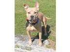 Adopt MARCUS a Pit Bull Terrier
