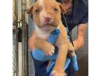 Adopt Toll a Mixed Breed
