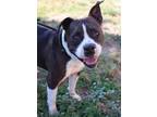 Adopt CHUCK a Pit Bull Terrier, Mixed Breed
