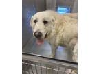 Adopt MARSHMALLOW a Great Pyrenees