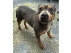 Adopt 23-05-1549 Jerome a Pit Bull Terrier
