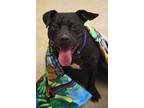 Adopt PJ a Terrier, Mixed Breed