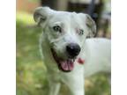 Adopt Icy a Mixed Breed