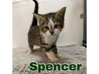 Adopt Spencer a Domestic Medium Hair