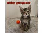 Adopt Baby Gangster a Domestic Short Hair