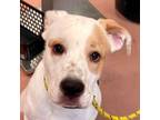 Adopt BUBBA a Pit Bull Terrier, Mixed Breed