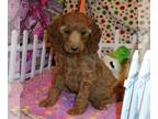 Poodle (Standard) PUPPY FOR SALE ADN-613961 - Tan Collar Girl Moyen Standard