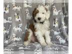 Aussiedoodle PUPPY FOR SALE ADN-613951 - Tommy