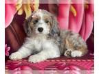 Aussiedoodle PUPPY FOR SALE ADN-613959 - Macy