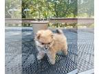 Pomeranian PUPPY FOR SALE ADN-613528 - Cooper