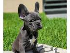 French Bulldog PUPPY FOR SALE ADN-614041 - Amazing little baby