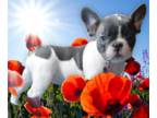 French Bulldog PUPPY FOR SALE ADN-614044 - Cuttie Frenchie girl