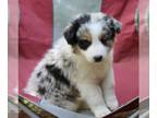 Border Collie PUPPY FOR SALE ADN-613506 - ABCA Border Collie For Sale Warsaw OH