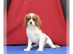 Cavalier King Charles Spaniel PUPPY FOR SALE ADN-613758 - AKC Cavalier For Sale