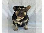 French Bulldog PUPPY FOR SALE ADN-614115 - AKC French Bulldog For Sale
