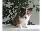 Shetland Sheepdog PUPPY FOR SALE ADN-614121 - ACA Shetland Sheepdog For Sale
