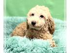 Poodle (Miniature) PUPPY FOR SALE ADN-613627 - Buddy Male Miniature Poodle
