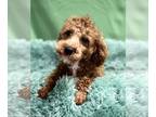 Poodle (Miniature) PUPPY FOR SALE ADN-613633 - Angelo Miniature Poodle
