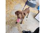 Adopt Tuck a German Shorthaired Pointer