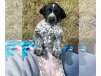 German Shorthaired Pointer PUPPY FOR SALE ADN-614018 - AKC German Shorthaired