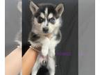German Shepherd Dog-Siberian Husky Mix PUPPY FOR SALE ADN-613502 - German