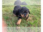Rottweiler PUPPY FOR SALE ADN-613822 - Rott Puppies