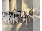 Great Dane PUPPY FOR SALE ADN-613873 - Great Dane puppies