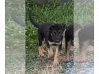 Belgian Tervuren-German Shepherd Dog Mix PUPPY FOR SALE ADN-613846 - German