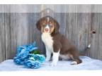 Australian Shepherd-Beagle Mix PUPPY FOR SALE ADN-613767 - Adorable Australian
