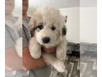 Great Pyrenees PUPPY FOR SALE ADN-613668 - Raised on farm