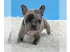 French Bulldog PUPPY FOR SALE ADN-613808 - Dexter Micro Merle Frenchie