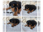 Rottweiler PUPPY FOR SALE ADN-613968 - AKC Rottweiler