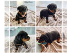 Rottweiler PUPPY FOR SALE ADN-613970 - AKC Rottweiler