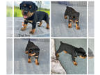 Rottweiler PUPPY FOR SALE ADN-613971 - AKC Rottweiler